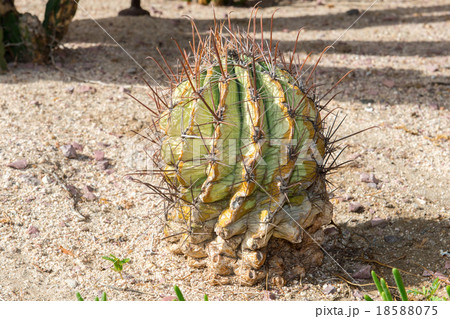 baja california cactus close up 18588075