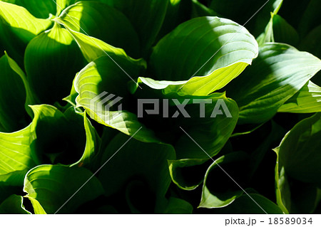 green leaves green leaves 18589034