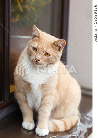 Red-haired adult cat on a windowsill 18589126