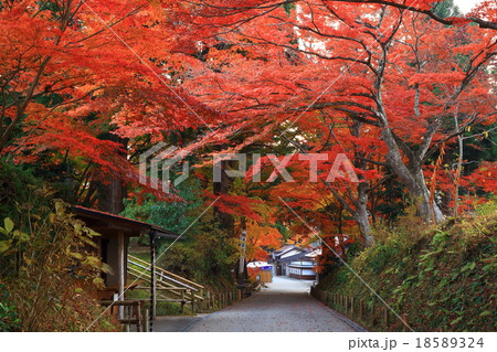 世界遺産　平泉　中尊寺の紅葉 18589324