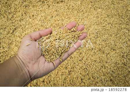 Paddy rice in hand Paddy rice in hand 18592278