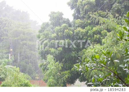 Heavy raining in the tropical forest Heavy raining in the tropical forest 18594283
