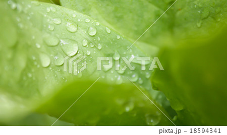 Fresh water drop on grenn leaf background Fresh water drop on grenn leaf background 18594341