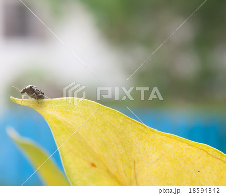 A small bug on yellow leaf with blurred background A small bug on yellow leaf with blurred background 18594342