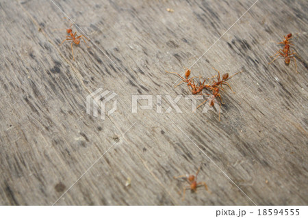Ants are eating died ant on wood floor background Ants are eating died ant on wood floor background 18594555