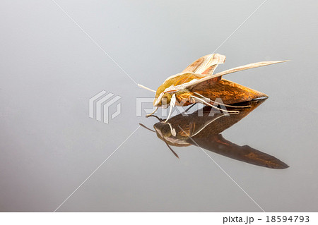 Giant Arum hawk moth 18594793