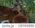 鹿の親子 18594886