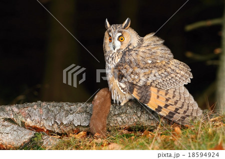 Eared owl with weasel 18594924
