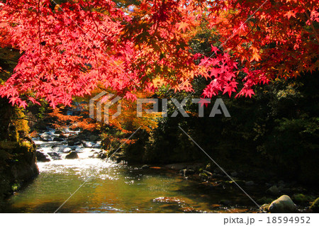 末武川の紅葉 18594952