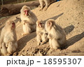 野猿 18595307