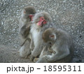野猿 18595311