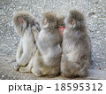 野猿 18595312
