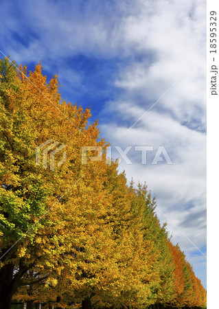 イチョウの黄葉と青空 18595329