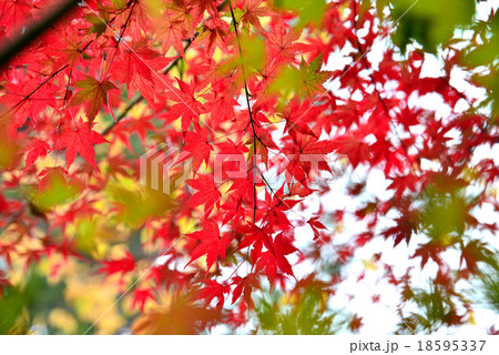 紅葉1 18595337
