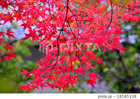 紅葉2 紅葉2 18595338