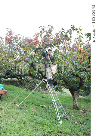 柿の収穫　男性　縦位置 18595943