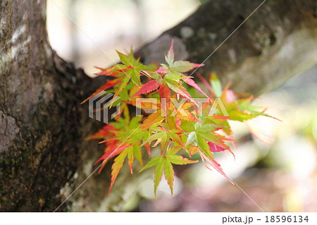 アラルガンド アラルガンド 18596134