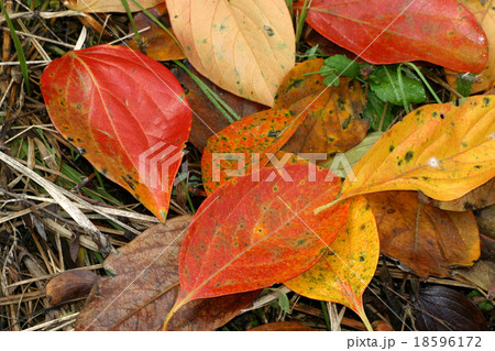 柿の枯れ葉 18596172