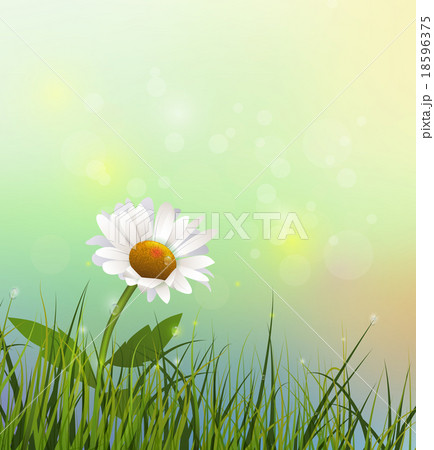 Green grass and white Gerbera- Daisy flowers field 18596375