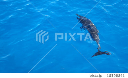 イルカ 18596841