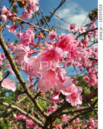 Sakura Sakura 18597028