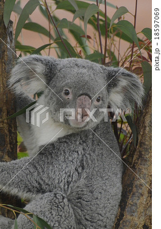 コアラ 18597069