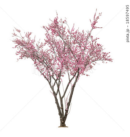 pink sacura tree 18597495