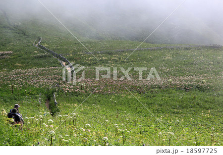 北海道　礼文島　 18597725