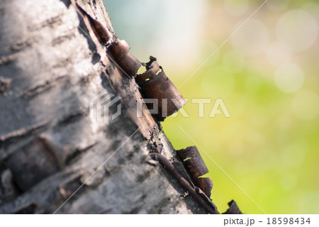 Tree trunk over with green grass blurred 18598434