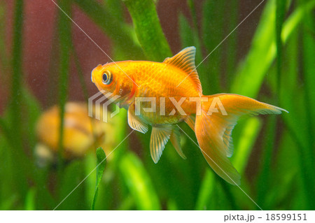 A goldfish in a tank with dirty water 18599151