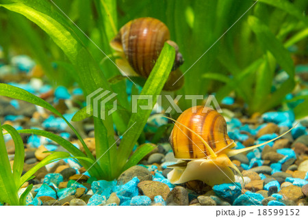 Two big snails in the aquarium Ampularia 18599152