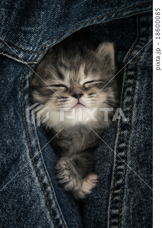 Close up of cute tabby  kitten sleeping 18600085