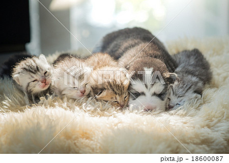 Puppy lying with kittens 18600087
