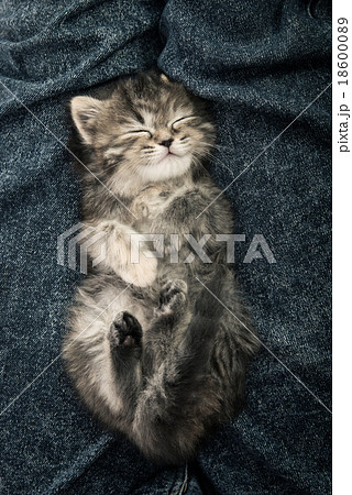 Close up of cute tabby  kitten sleeping 18600089