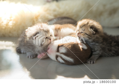 Puppy lying with kittens 18600100
