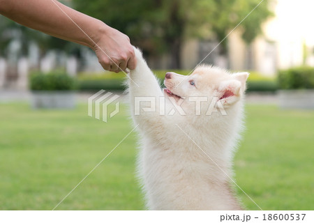 Human hand holding puppy's paw 18600537