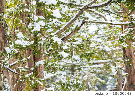 Snow Covered Pine Tree Branches Snow Covered Pine Tree Branches 18600543