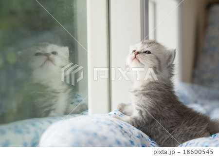 kitten sitting looking out the window kitten sitting looking out the window 18600545