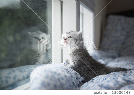 kitten sitting looking out the window 18600548
