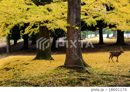 イチョウと鹿（奈良市雑司町） 18601170