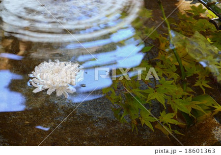 香嵐渓 水と紅葉 香嵐渓 水と紅葉 18601363