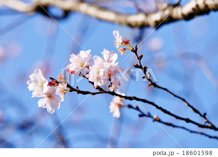 十月桜 十月桜 18601598