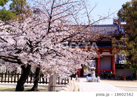 四天王寺 大阪 の庭園に咲く桜の写真素材