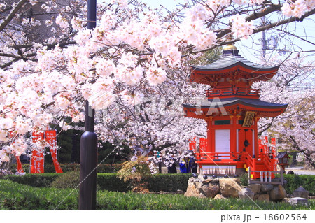 四天王寺 大阪 の庭園に咲く桜の写真素材