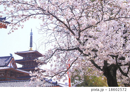 四天王寺 大阪 の庭園に咲く桜の写真素材