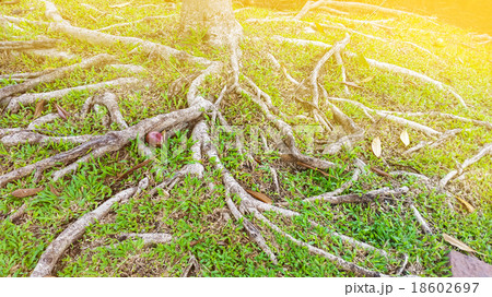 Roots of tree Roots of tree 18602697