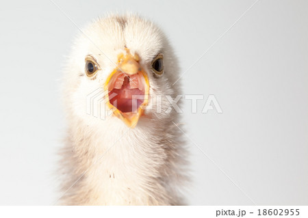 one chick alone 18602955