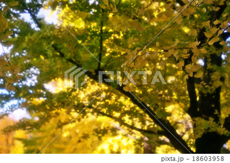 銀杏並木の紅葉 18603958