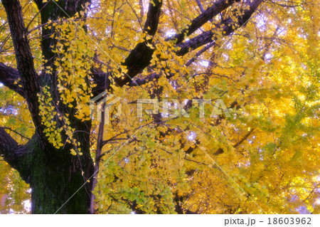 銀杏並木の紅葉 18603962