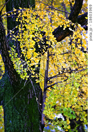 銀杏並木の紅葉 銀杏並木の紅葉 18603969